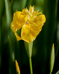 Image showing yellow iris flower