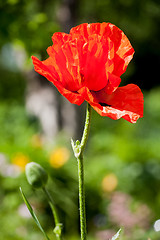 Image showing red poppy