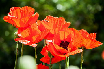 Image showing red poppy flowers