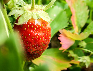 Image showing garden strawberry
