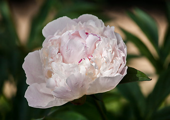 Image showing white peony