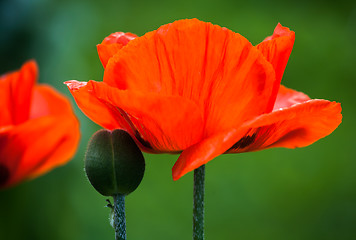 Image showing red poppy flowers