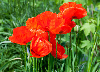 Image showing red poppy flowers