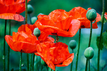 Image showing red poppy flowers