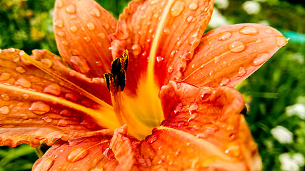 Image showing lily flower