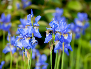 Image showing iris blueflag flowers