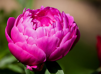 Image showing violet peony