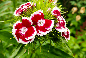 Image showing garden carnation flowers