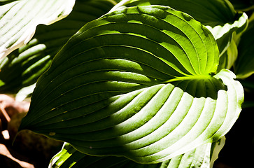 Image showing green leaf