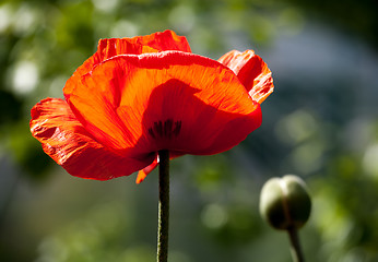 Image showing red poppy