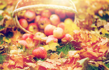 Image showing wicker basket of ripe red apples at autumn garden