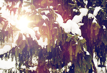 Image showing fir branch and snow in winter forest