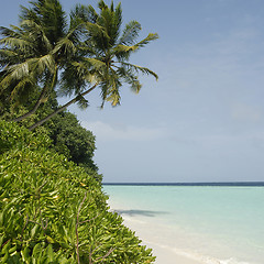 Image showing Maldives