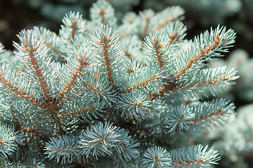 Image showing Branch of Colorado blue spruce tree