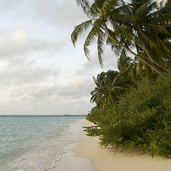 Image showing Maldives