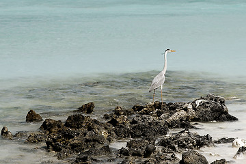 Image showing Maldives