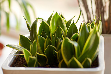 Image showing beautiful exotic sansevieria in flower pot indoors