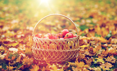 Image showing wicker basket of ripe red apples at autumn garden