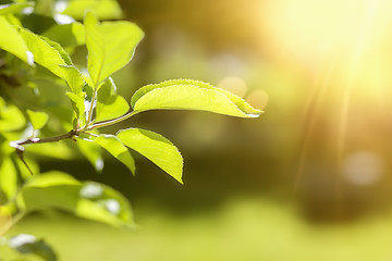 Image showing a green leaf spring background