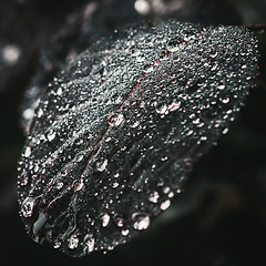 Image showing Sparkling Water Drops On A Leaf