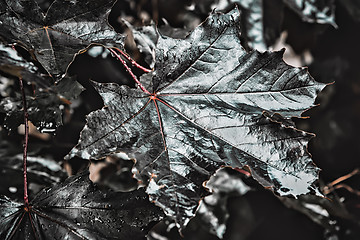 Image showing Leaves With Water Drops Closeup