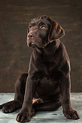 Image showing The portrait of a black Labrador dog taken against a dark backdrop.