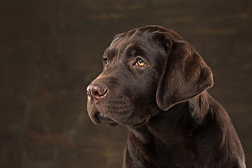 Image showing The portrait of a black Labrador dog taken against a dark backdrop.