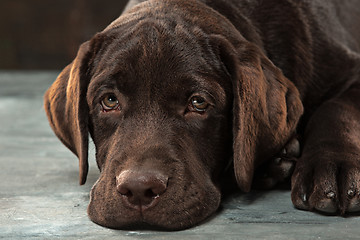 Image showing The portrait of a black Labrador dog taken against a dark backdrop.