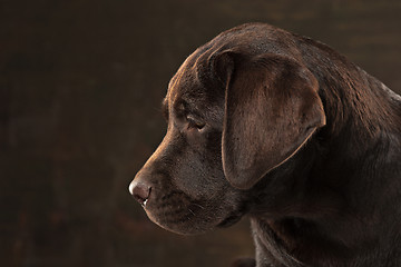 Image showing The portrait of a black Labrador dog taken against a dark backdrop.