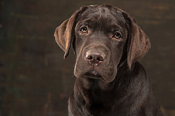 Image showing The portrait of a black Labrador dog taken against a dark backdrop.