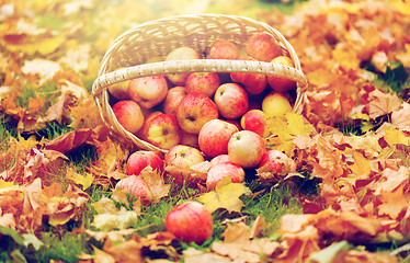 Image showing wicker basket of ripe red apples at autumn garden