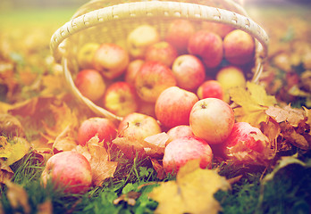 Image showing wicker basket of ripe red apples at autumn garden