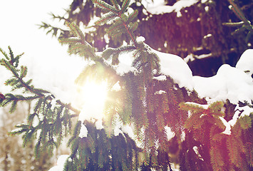 Image showing fir branch and snow in winter forest