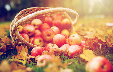 Image showing wicker basket of ripe red apples at autumn garden