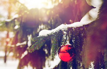 Image showing red christmas ball on fir tree branch with snow