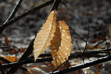 Image showing Couple of leaves