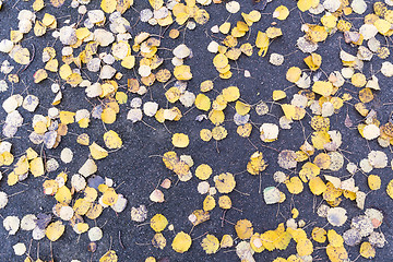 Image showing Fallen yellow leaves background
