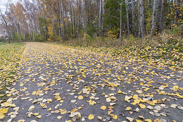 Image showing Yellow leaves on the ground