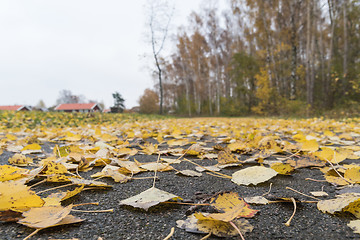 Image showing Fallen yellow leaves closeup