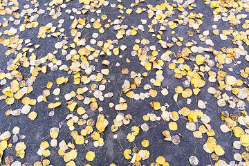 Image showing Yellow leaves pattern