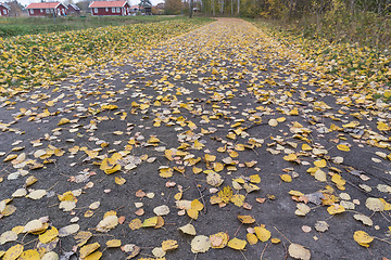 Image showing Fallen leaves on a footpath