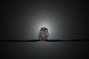 Image showing Northern Hawk-owl Turns Head