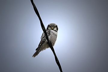 Image showing Northern Hawk-Owl, Surnia ulula