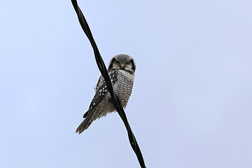 Image showing Northern Hawk-Owl, Surnia ulula