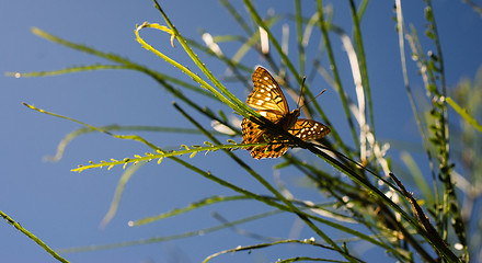 Image showing Just Hatched from Caterpillar Butterfly on Branch