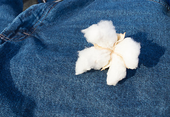 Image showing Cotton Boll Sitting on Blue Jeans Textile Clothing Fiber