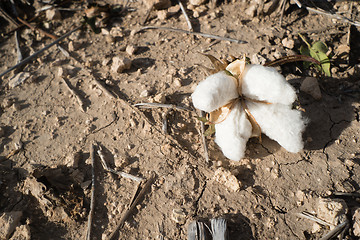 Image showing Cotton Boll Earth Dirt Farm Field Texas Agriculture Cash Crop