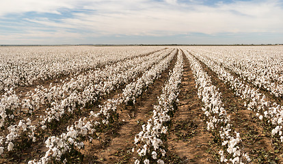 Image showing Cotton Boll Farm Field Texas Plantation Agriculture Cash Crop