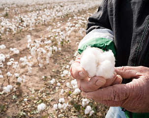 Image showing Farmer's Weather Hands Hold Cotton Boll Checking Harvest
