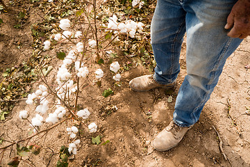 Image showing Farmer's Feet Boots Brown Dirt Cotton Plants Bolls Harvest Ready